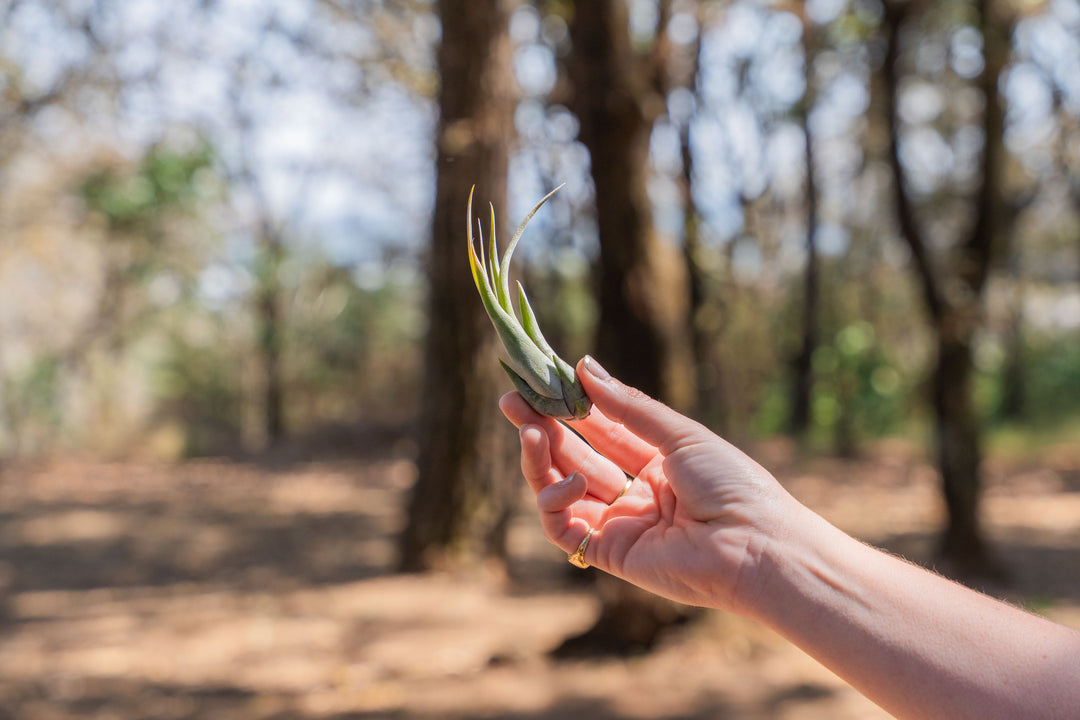hand holding a tillandsia circinata air plant