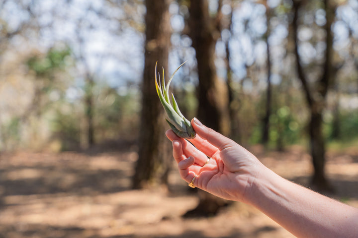 hand holding a tillandsia circinata air plant