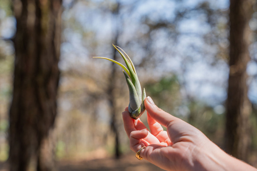 hand holding a tillandsia circinata air plant