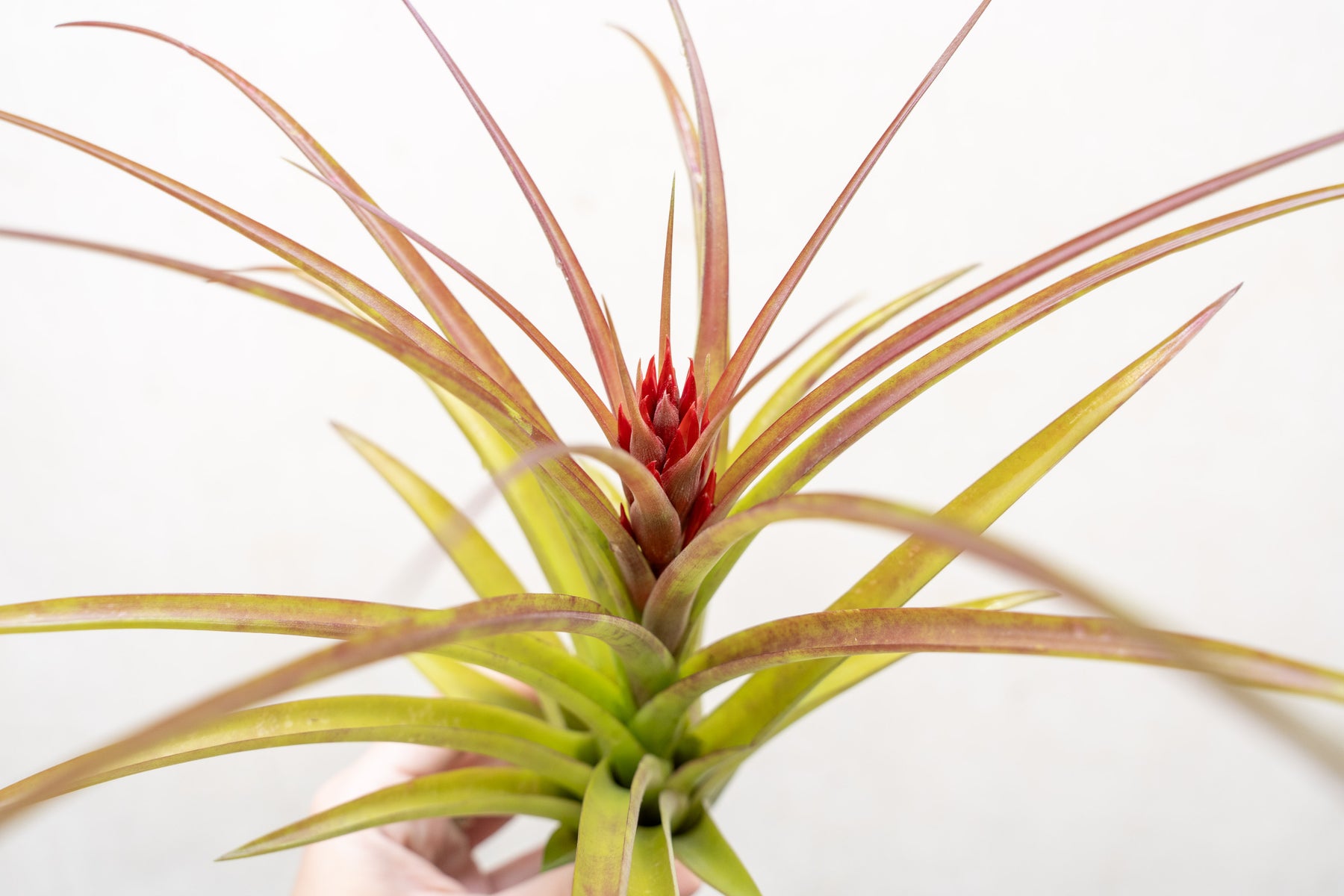 air plant species guide Tillandsia Sparkler Air Plants - Collector's Variety Tillandsia [1, 3 or 5  Pack]