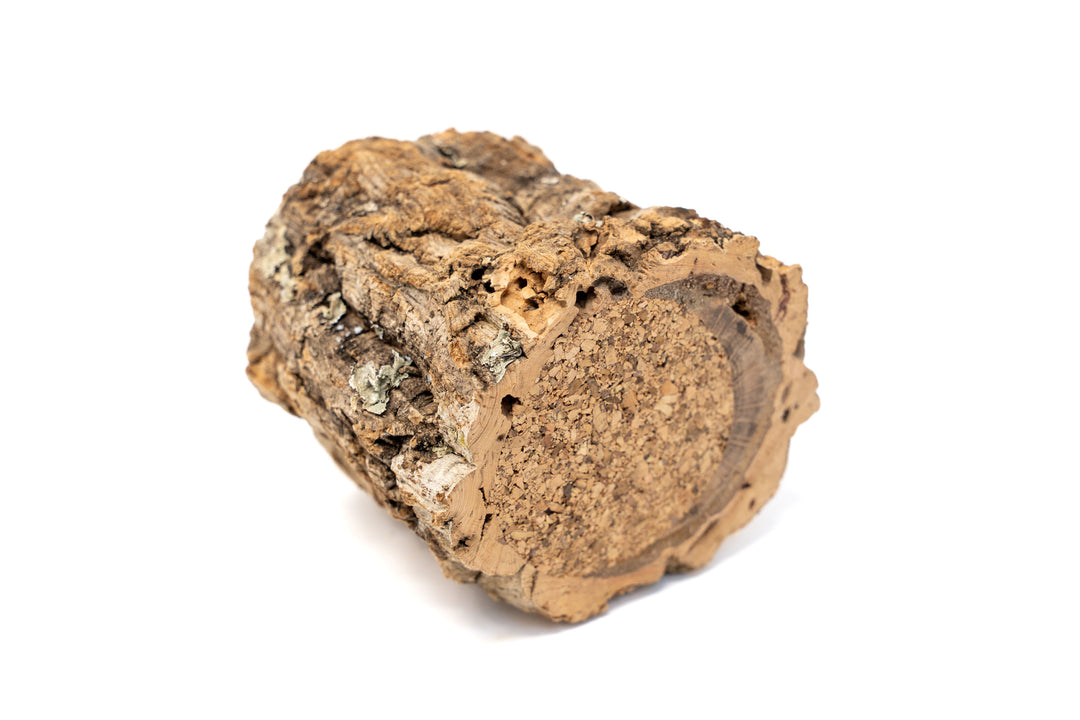 Natural Cork Bark Planters with Assorted Tillandsia Air Plants