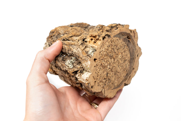 Natural Cork Bark Planters with Assorted Tillandsia Air Plants