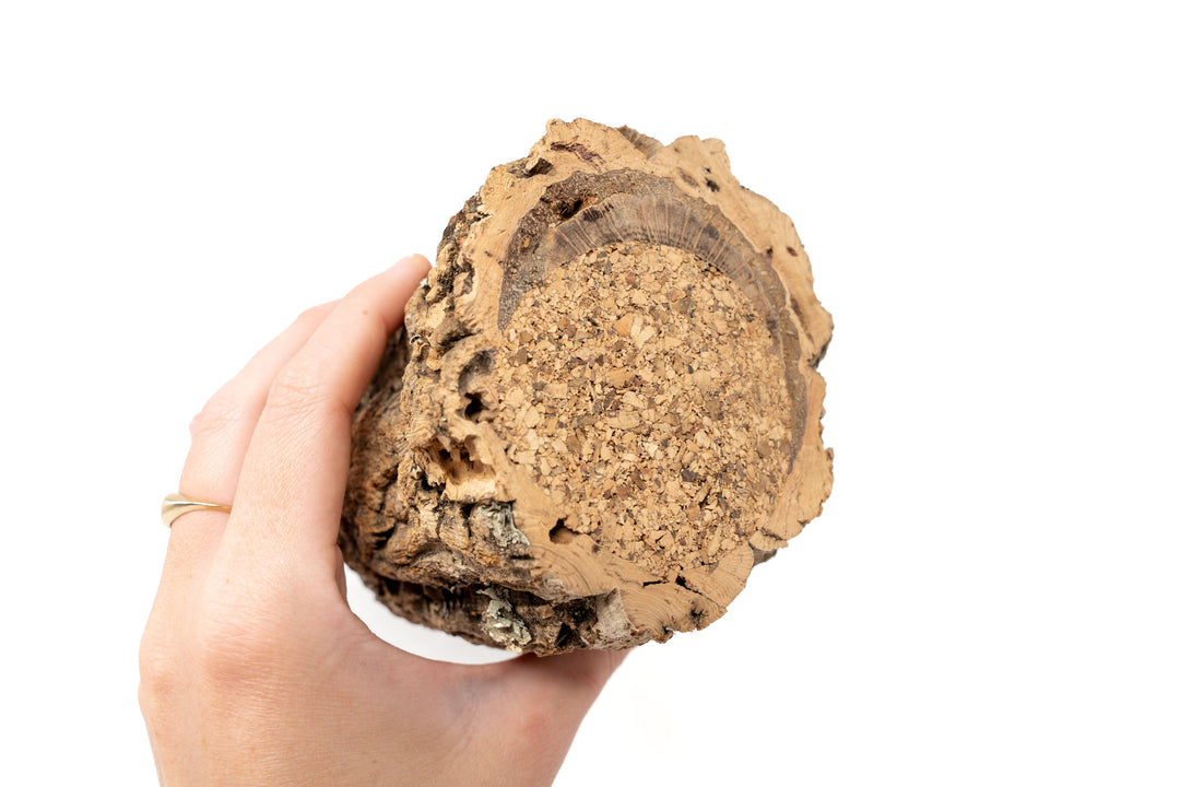 Natural Cork Bark Planters with Assorted Tillandsia Air Plants