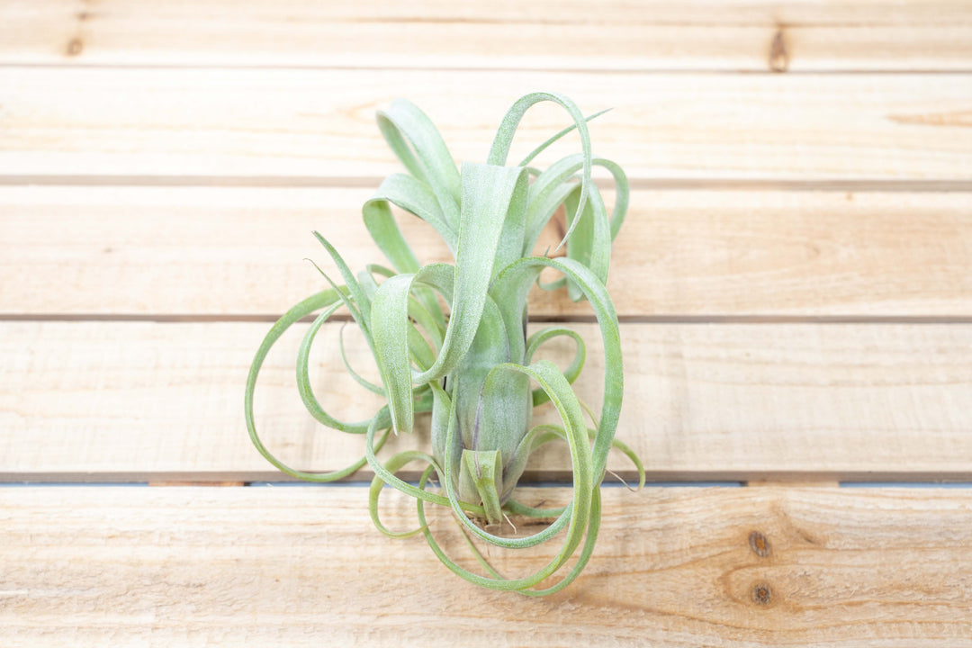 Tillandsia Curly Slim  Air Plants [1, 3 or 5 Pack]