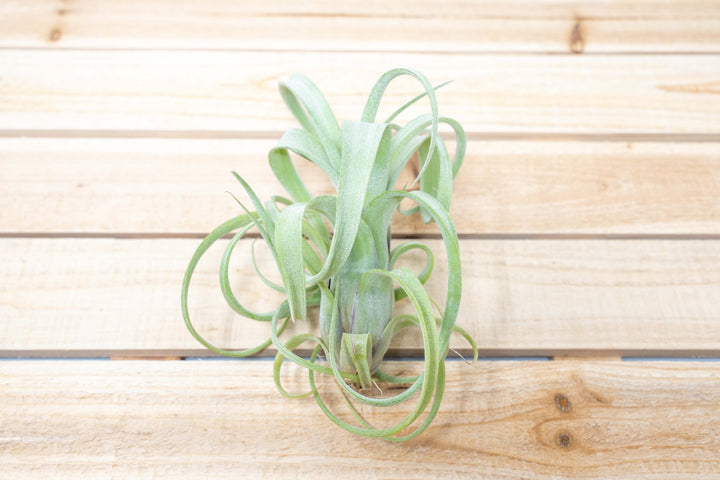 Tillandsia Curly Slim  Air Plants [1, 3 or 5 Pack]