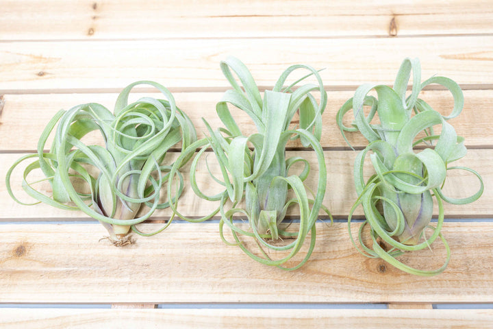 Limited Time Overstock Special - Tillandsia Curly Slim Air Plants 3 for $35 [3, 6 or 9 Pack]