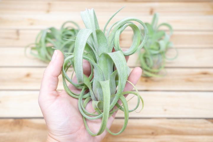 Limited Time Overstock Special - Tillandsia Curly Slim Air Plants 3 for $35 [3, 6 or 9 Pack]
