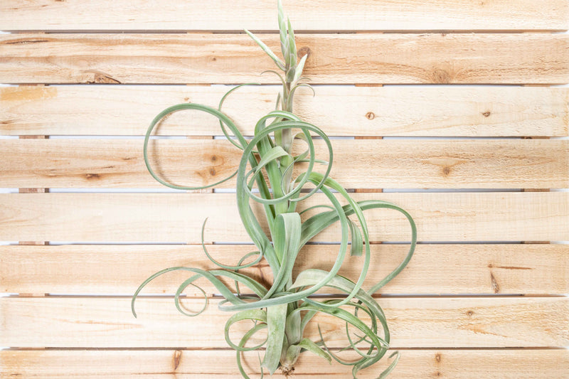 Wholesale: Tillandsia Curly Slim Air Plants - Large Variant [Min Order 12]