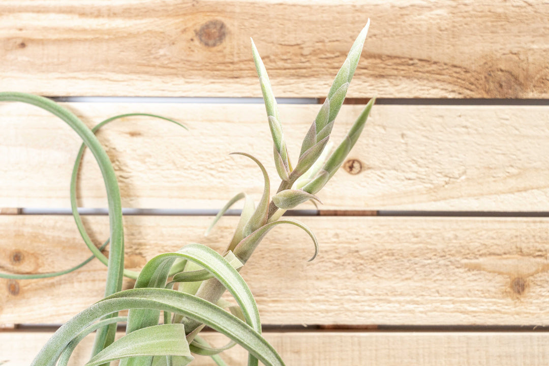 Limited Time Overstock Special - Tillandsia Curly Slim Air Plants 3 for $35 [3, 6 or 9 Pack]