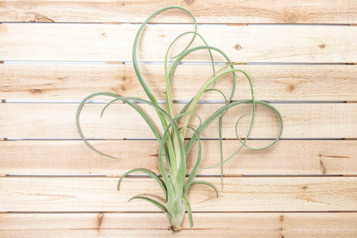 curly slim air plant Wholesale Tillandsia Curly Slim Air Plants – Air Plant Shop