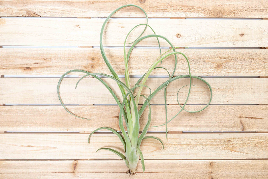 Limited Time Overstock Special - Tillandsia Curly Slim Air Plants 3 for $35 [3, 6 or 9 Pack]