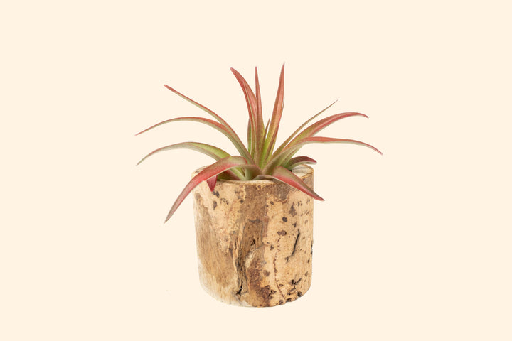 Small Driftwood Container with Assorted Tillandsia Air Plant