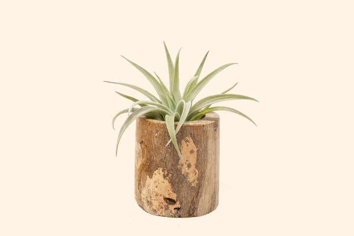 Wholesale: Driftwood or Succulent Container [Min Order 12]