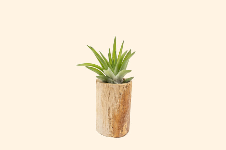 Wholesale: Driftwood or Succulent Container [Min Order 12]