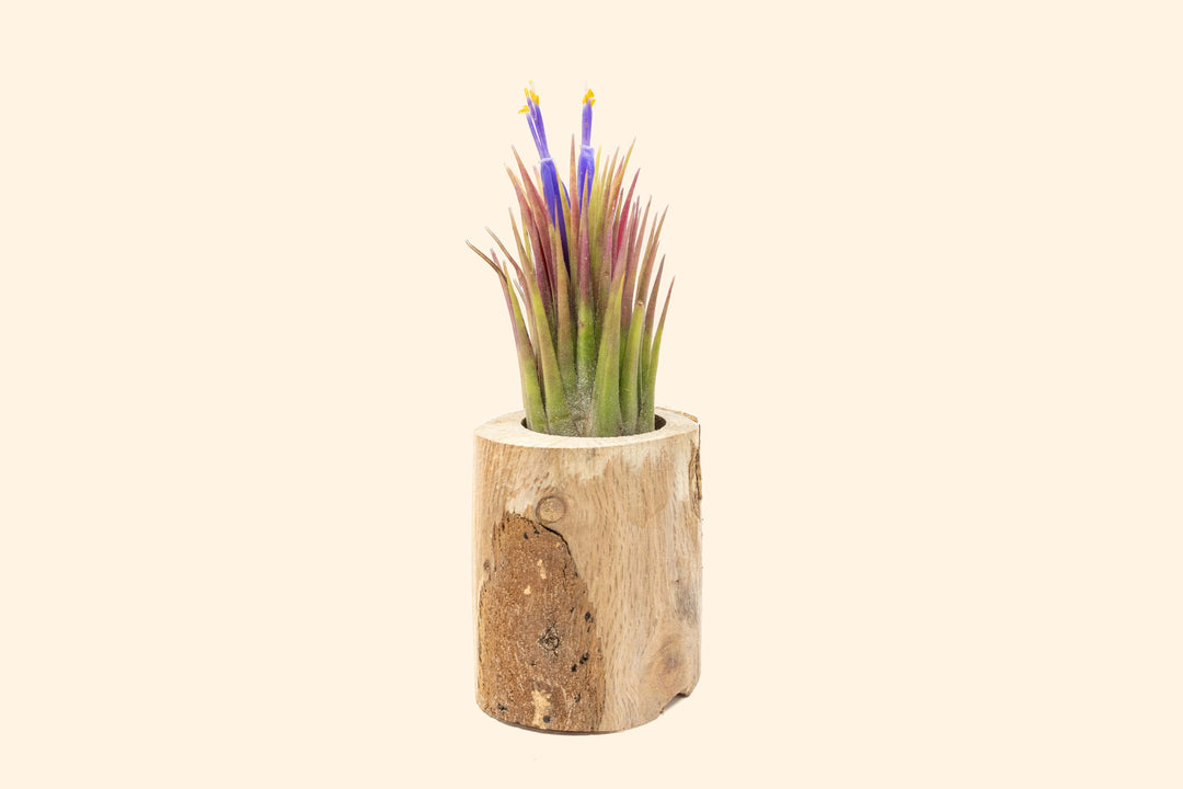 Small Driftwood Container with Assorted Tillandsia Air Plant