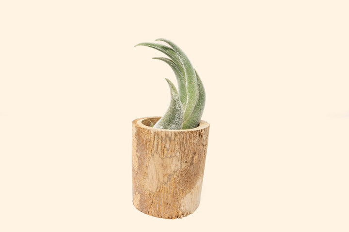 Small Driftwood Container with Assorted Tillandsia Air Plant