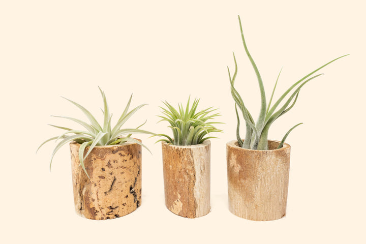 Wholesale: Small Driftwood Container with Assorted Tillandsia Air Plants [Min Order 12]