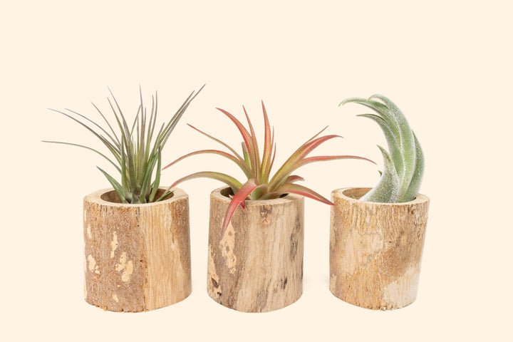 Wholesale: Small Driftwood Container with Assorted Tillandsia Air Plants [Min Order 12]