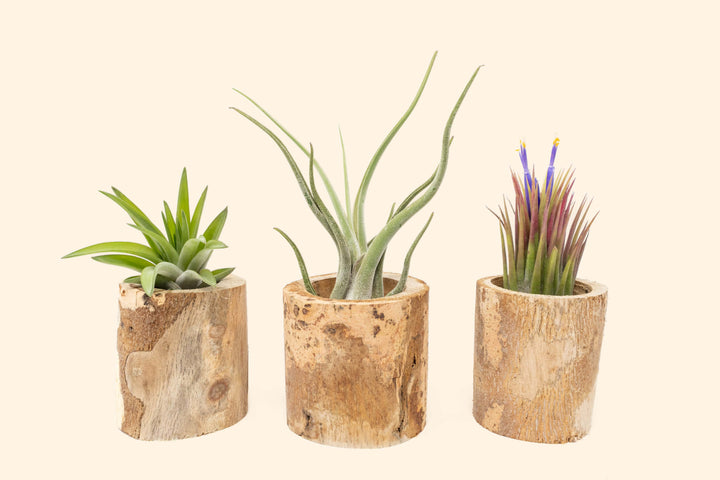 Wholesale: Small Driftwood Container with Assorted Tillandsia Air Plants [Min Order 12]