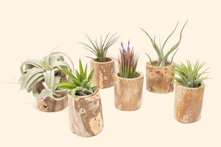 Wholesale: Small Driftwood Container with Assorted Tillandsia Air Plants [Min Order 12]