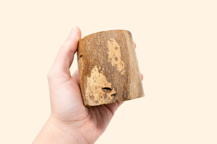 Wholesale: Driftwood or Succulent Container [Min Order 12]