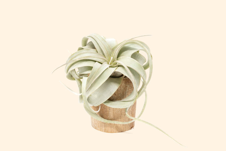 Small Driftwood Container with Custom Tillandsia Air Plant