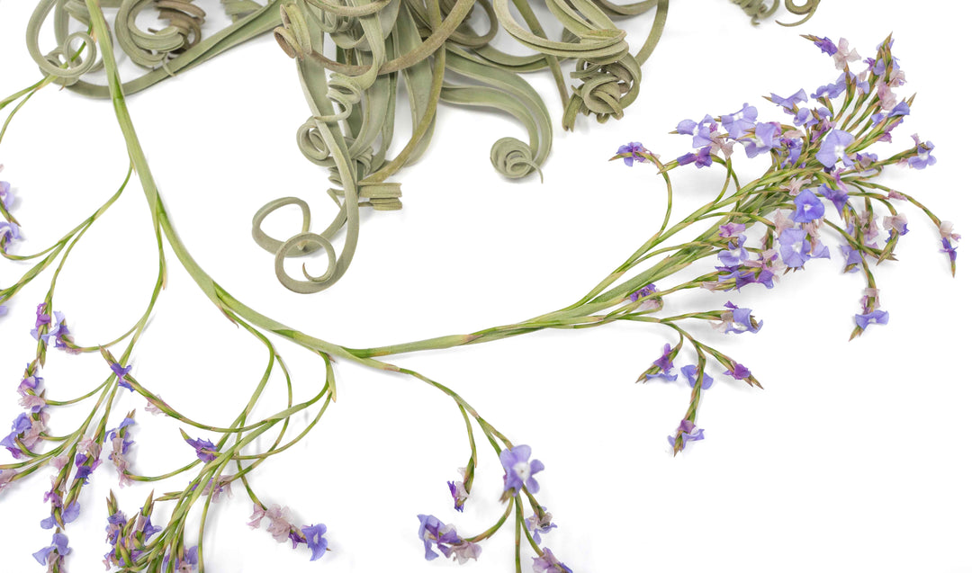 Unique Tillandsia Duratii Air Plants - Thick, Curly Leaves - Limited Quantities [Multiple Sizes]