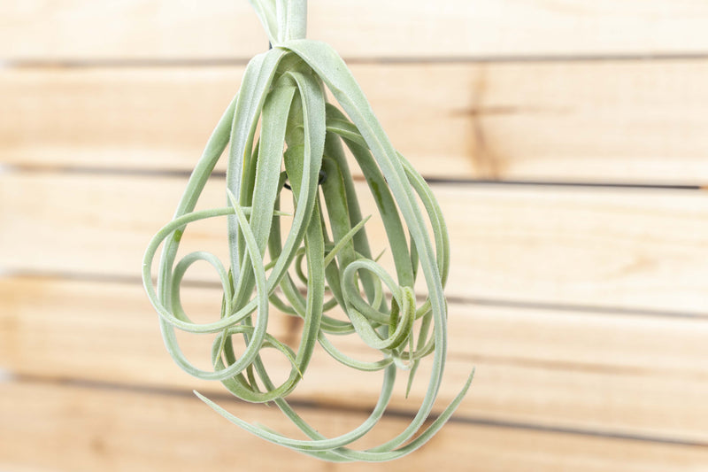 Unique Tillandsia Duratii Air Plants - Thick, Curly Leaves - Limited Quantities [Multiple Sizes]
