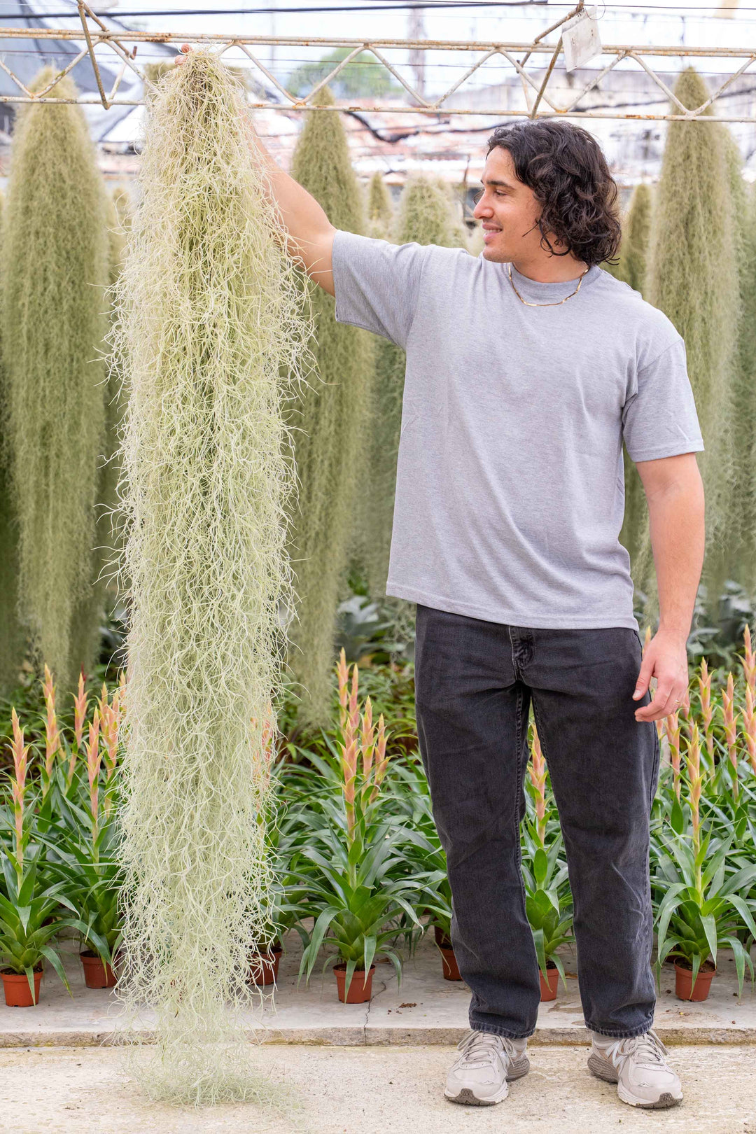 mossfish air plant Rare 6 Foot XL Colombia Spanish Moss