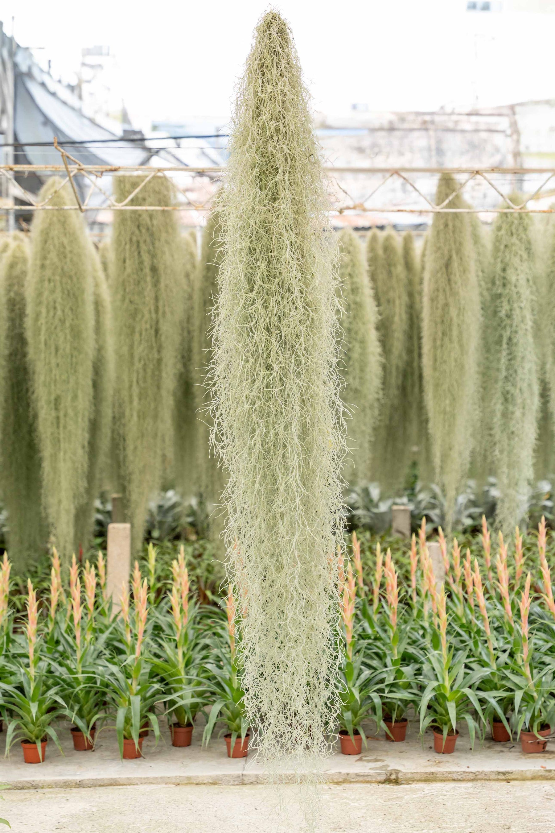 spanish moss air plant care Wholesale: XL Colombia Thick Spanish Moss / Tillandsia Usneoides - Giant  Hanging Clump
