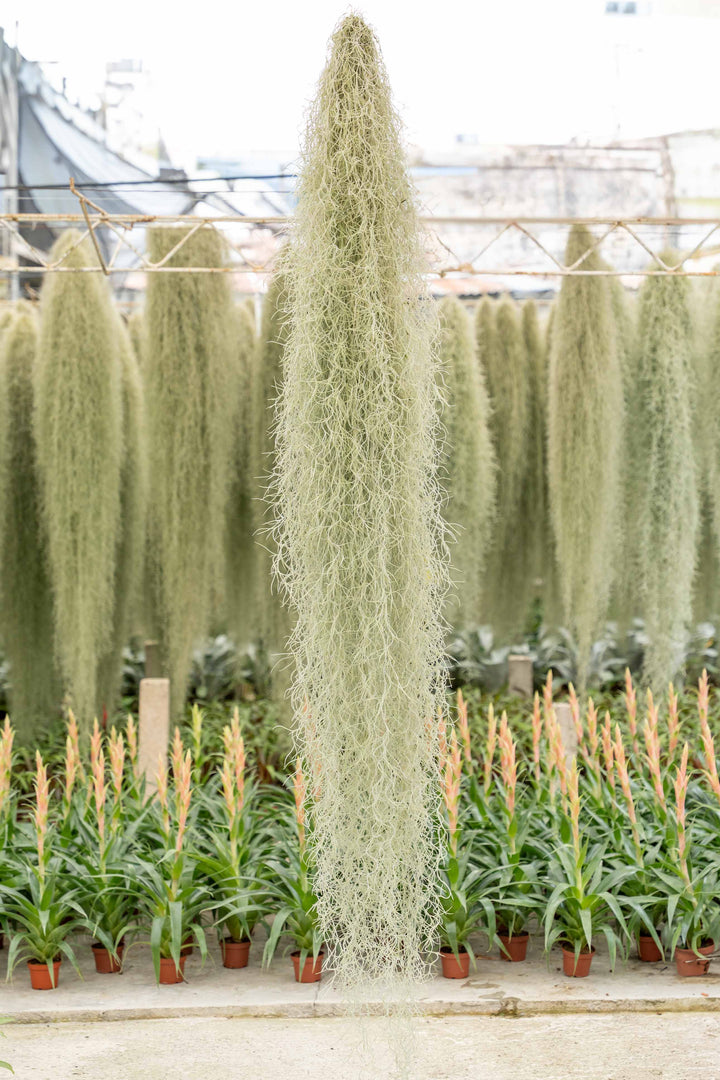 XL Colombia Thick Spanish Moss / Tillandsia Usneoides - Giant Hanging Clump