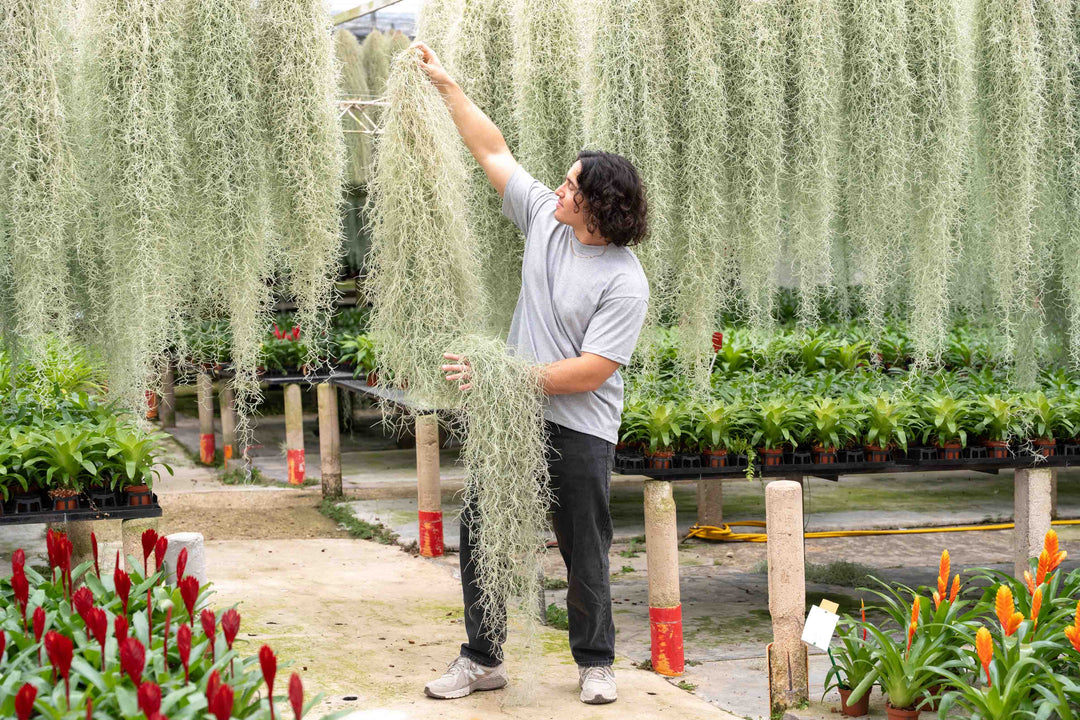 hanging moss plant XL Colombia Thick Spanish Moss / Tillandsia Usneoides