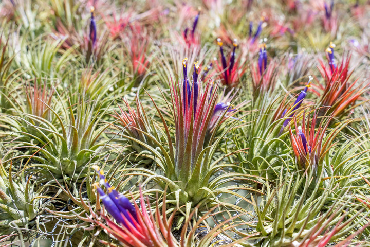 Sale: 30% Off - Tillandsia Ionantha Collection Air Plants [5, 10, 15 or 20]