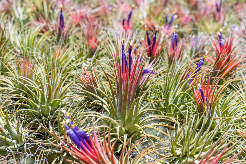 Sale: 30% Off - Tillandsia Ionantha Collection Air Plants [5, 10, 15 or 20]