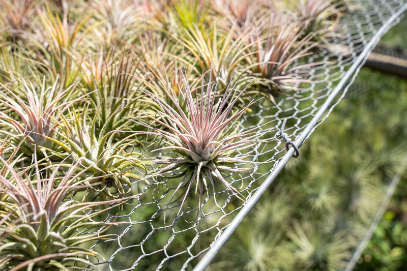 Wholesale Special: Tillandsia Ionantha Collection Air Plants [Min Order 36]