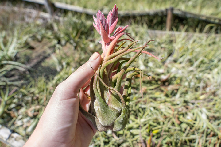 Tillandsia Seleriana Air Plants [3 Pack]