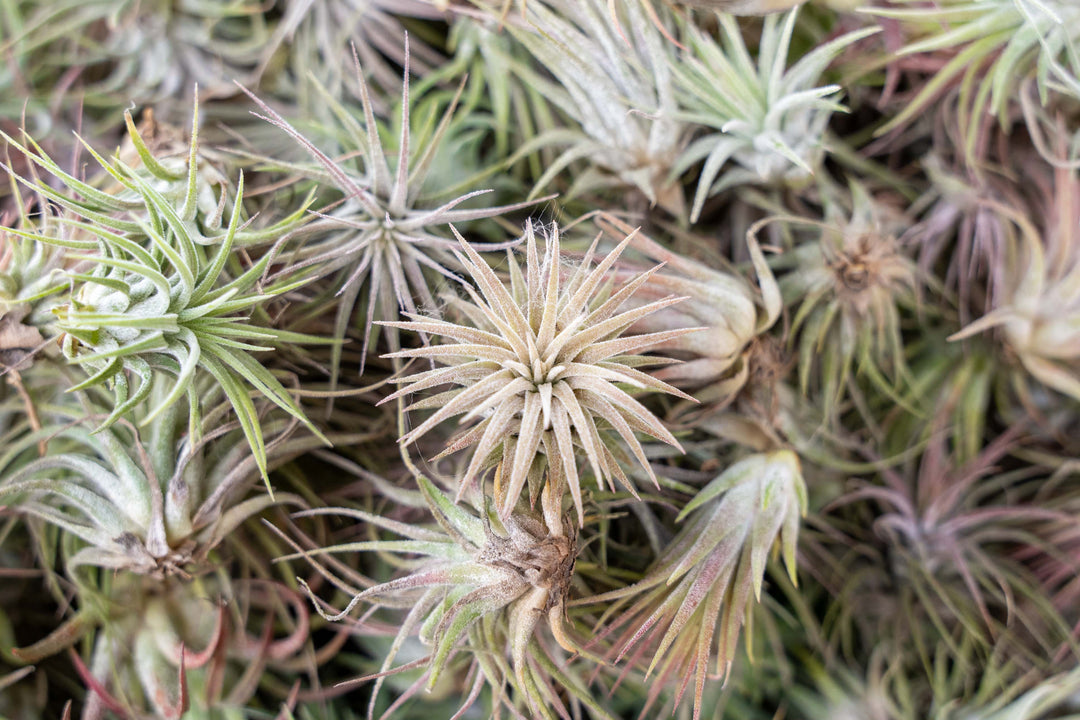 Wholesale: Tillandsia Ionantha Collection Air Plants [Min Order 12]