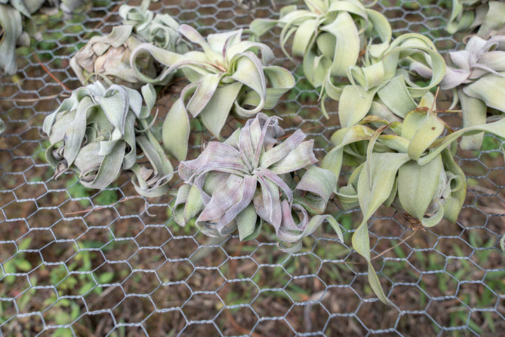 small curly tillandsia streptophylla air plants