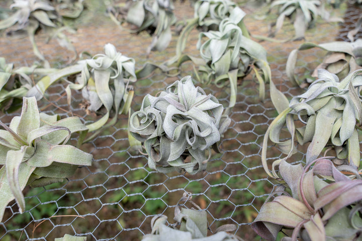 Sale: Up to 55% Off - Tillandsia Streptophylla Air Plants [10, 20, or 30 Pack]