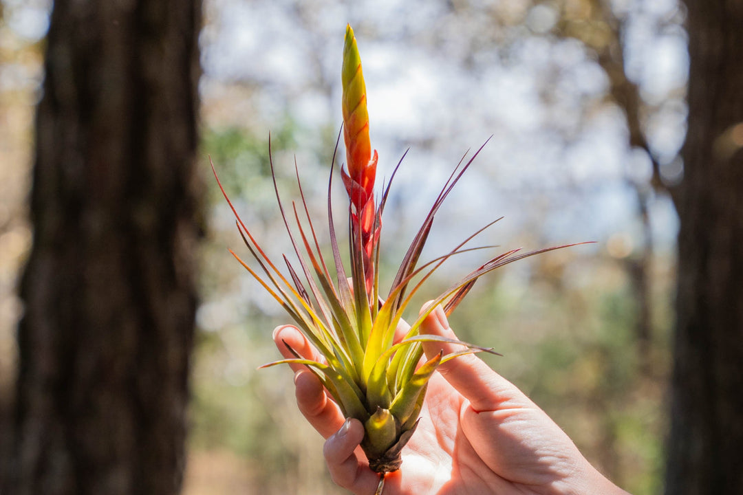 hand holding a blushing tillandsia fasciculata air plant with large bloom spike