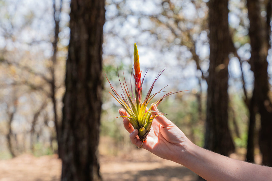 hand holding a blushing tillandsia fasciculata air plant with large bloom spike