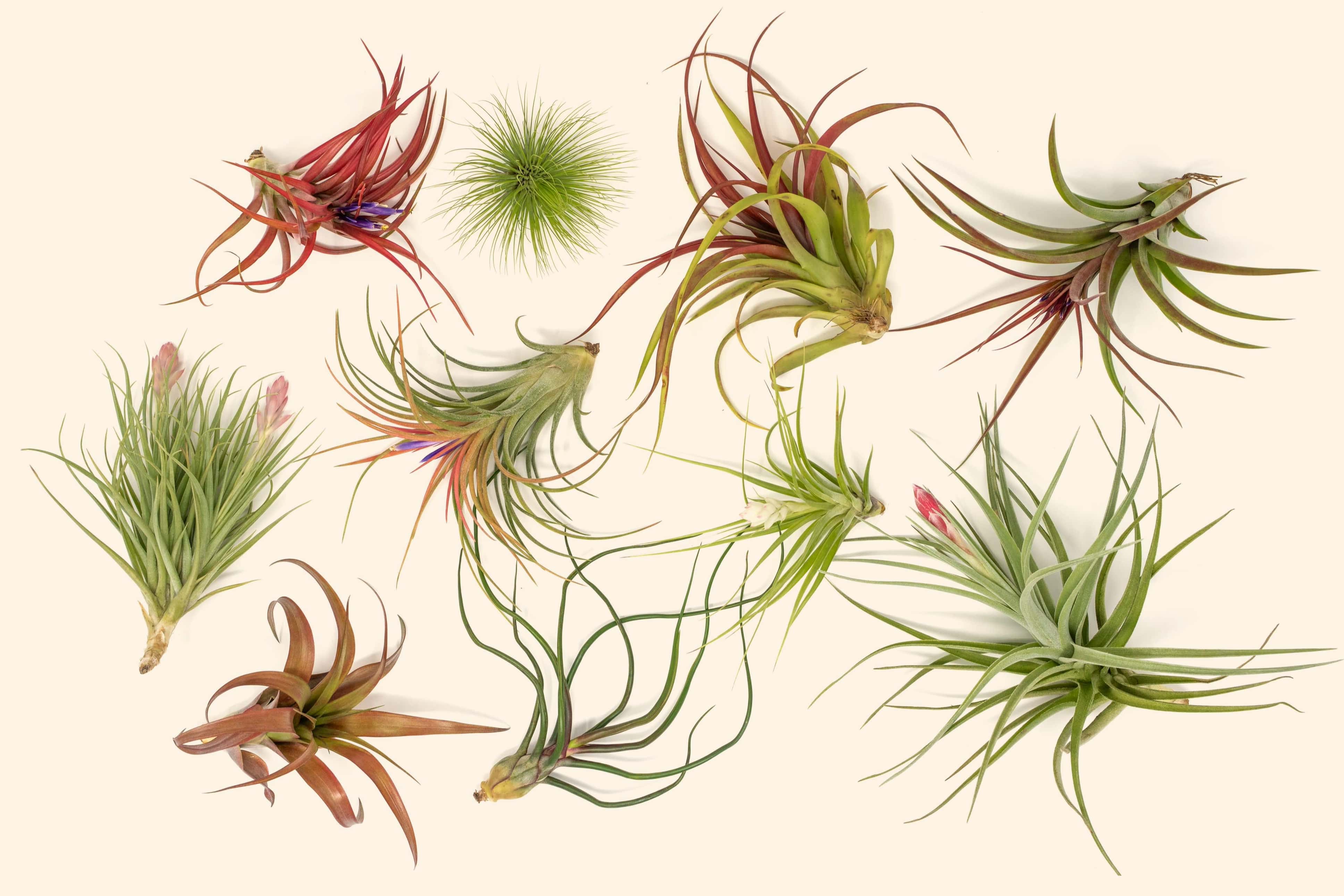 Exotic Florida-Grown Collection of Tillandsia Air Plants