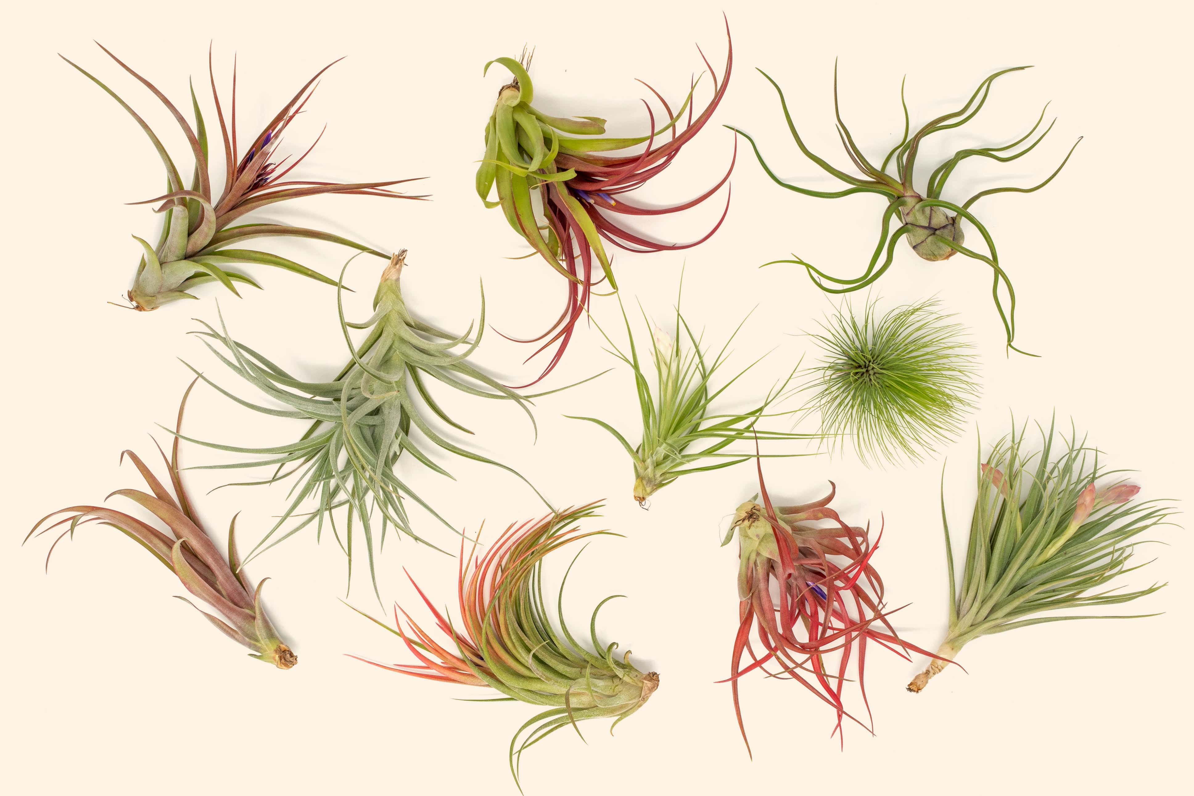 Exotic Florida-Grown Collection of Tillandsia Air Plants - Thumbnail 3