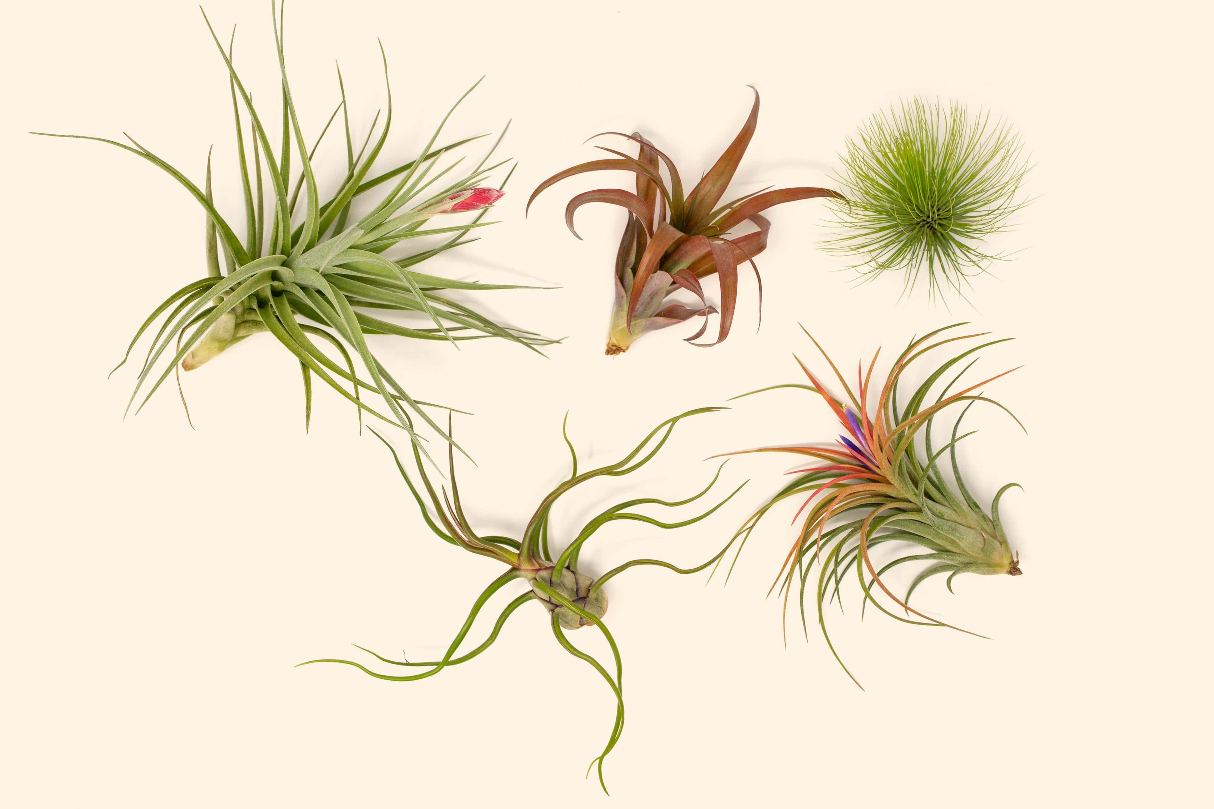Exotic Florida-Grown Collection of Tillandsia Air Plants - Thumbnail 4