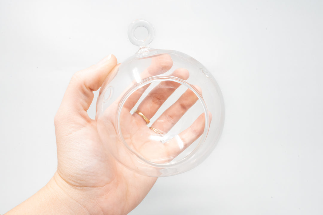 air plants glass orbs Wholesale Handblown Tillandsia Air Plant Terrariums – Air Plant Shop