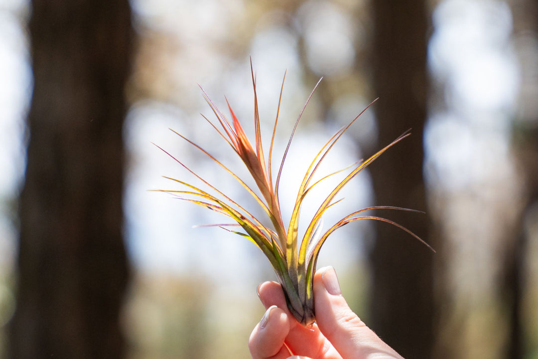 hand holding a tillandsia globosa air plant with bloom spike