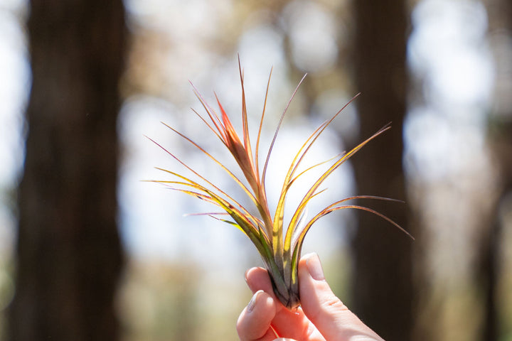 hand holding a tillandsia globosa air plant with bloom spike