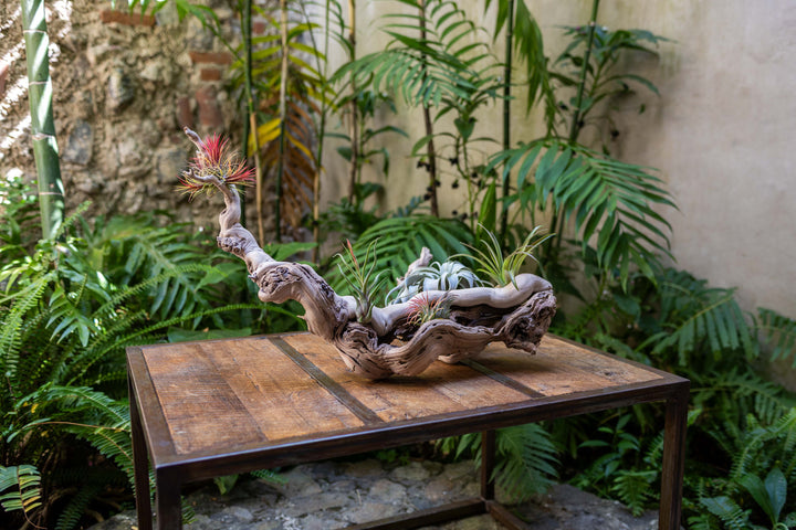 large multi-branch grapevine wood display with assorted tillandsia air plants