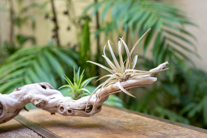 close up of tillandsia air plants on a grapevine wood display