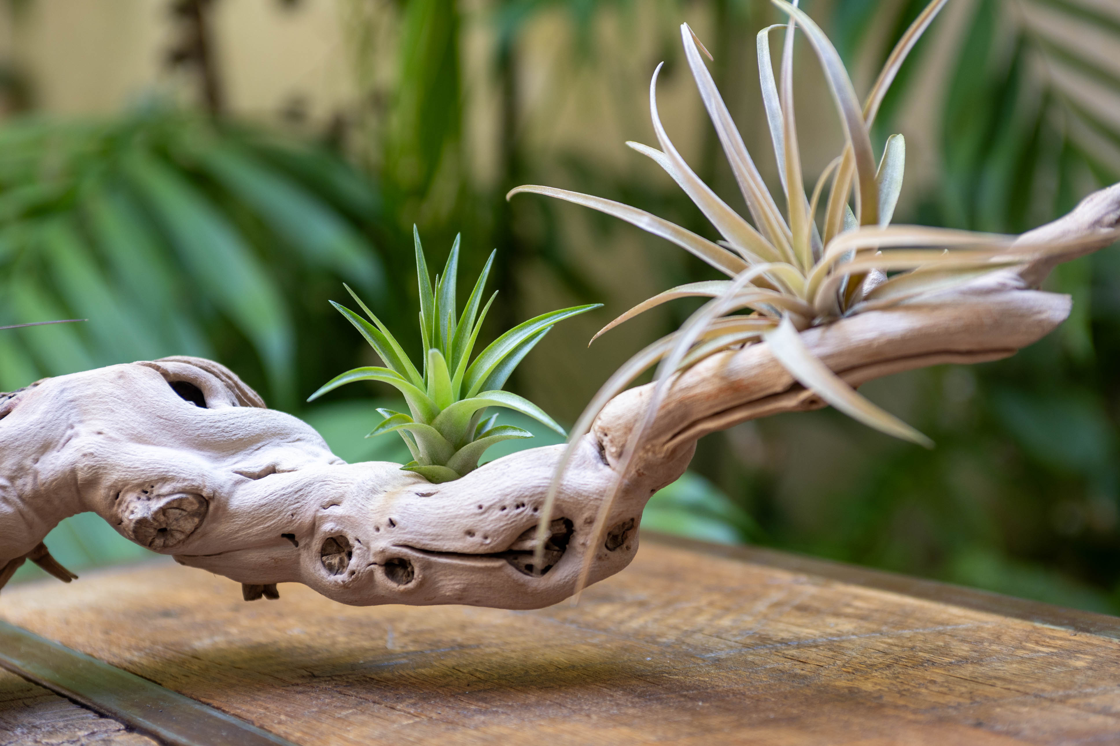 close up of two tillandsia air plants mounted on grapevine wood
